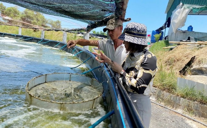 Checking shrimp raised in stage 1 before moving to stage 2. Photo: T. Trang.