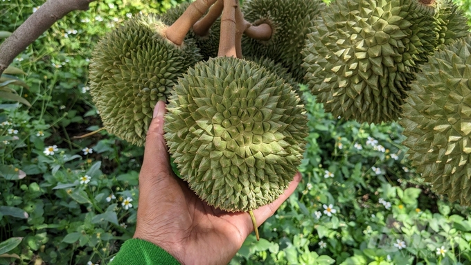 Dona durian variety is cultivated in Kon Plong District (Kon Tum). Photo: Hai Tien.