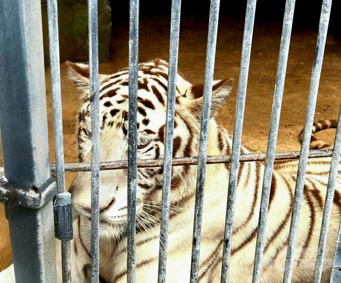 A Bengal tiger has just gone through the illness and is gradually recovering. Photo: MV.