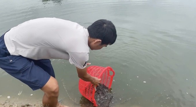 Two-stage shrimp farming helps farmers control diseases and earn big profits. Photo: T. Trang.