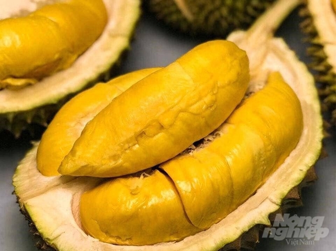 The flesh of the Ri6 durian variety is a deep yellow. Photo: Ngoc Hoa.