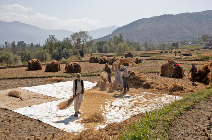 Nông dân đập lúa trên một cánh đồng ở thị trấn Tral thuộc huyện Pulwama, phía nam Kashmir, Ấn Độ, hôm 1/10. Ảnh: Reuters.