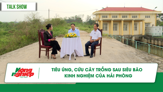 Tiêu úng, cứu cây trồng sau siêu bão - kinh nghiệm của Hải Phòng