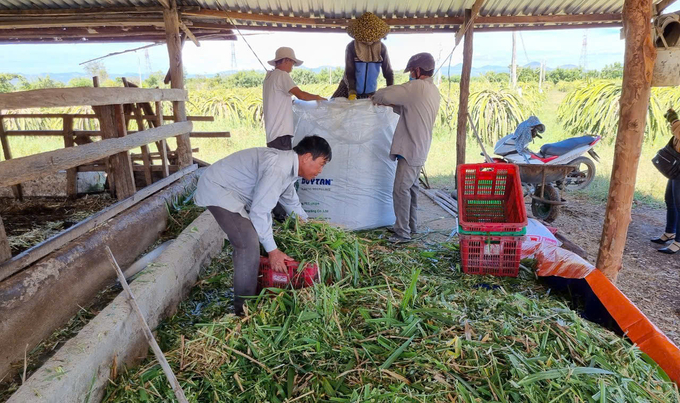 Trồng cỏ ủ chua dự trữ thức ăn cho bò. Ảnh: KS.