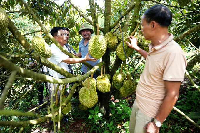 Clean durian garden of Mr. Tran Van Du, Dak Som Commune, Dak Glong District. Photo: Hong Thuy.