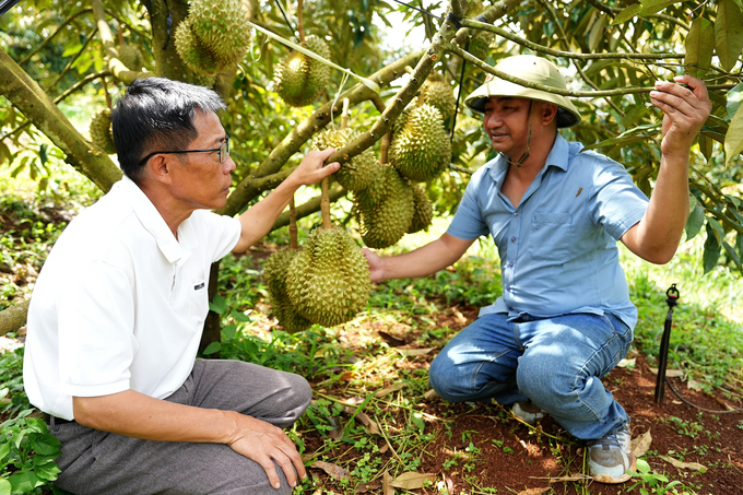 Mr. Nguyen Viet Tien's organically cultivated coffee garden. Photo: Hong Thuy.