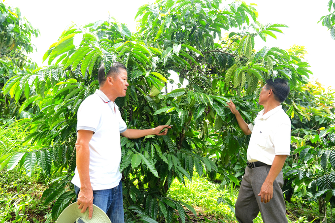 Mr. Nguyen Viet Tien's organically cultivated coffee garden. Photo: Hong Thuy.