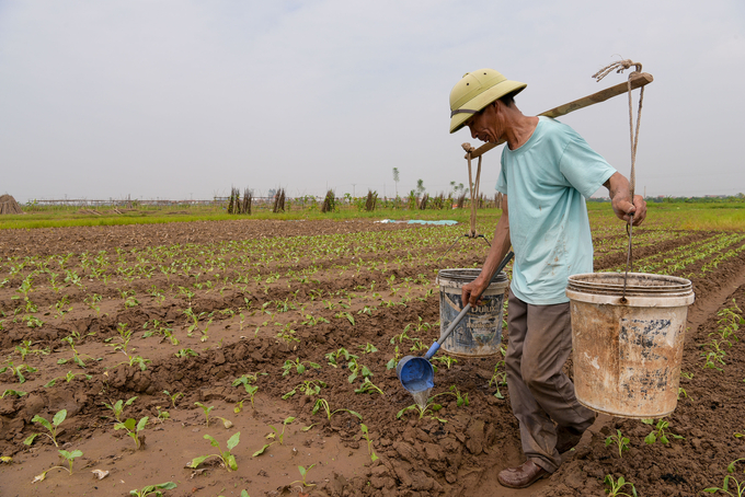 Lao động trồng rau bây giờ chủ yếu là người trung và cao tuổi. Ảnh: NNVN.