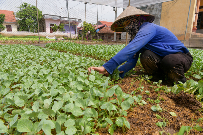 Trồng rau giống cho thu nhập cao. Ảnh: NNVN.