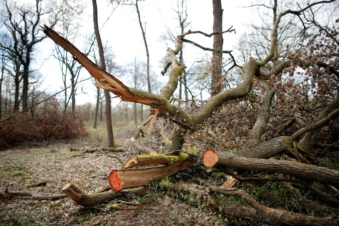 The implementation of the EUDR will be delayed by 1 year. Photo: Reuters.