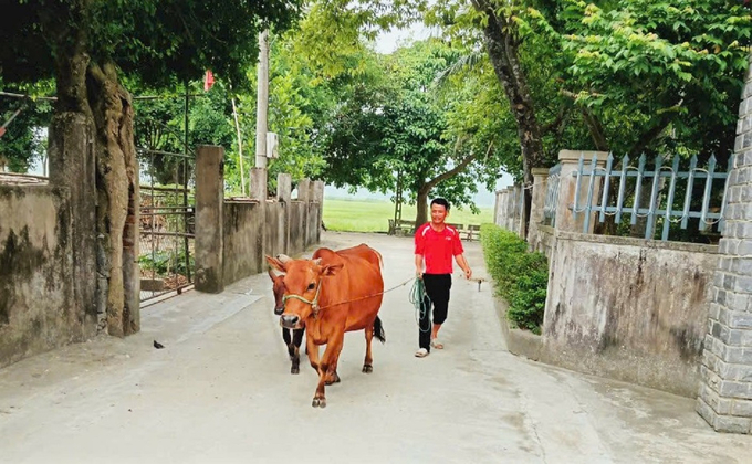 Hỗ trợ bò giống là một trong những giải pháp giúp người dân thoát nghèo bền vững. Ảnh: Hưng Phúc.