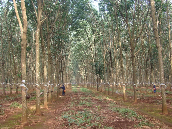 Rubber forests - a potential source for generating carbon credits. 