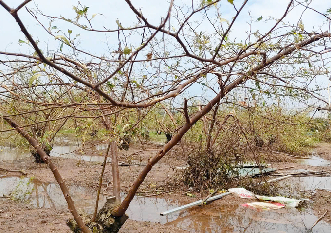 Hình ảnh một vườn táo tại phường Bàng La bị tàn phá sau bão. Ảnh: Đinh Mười.