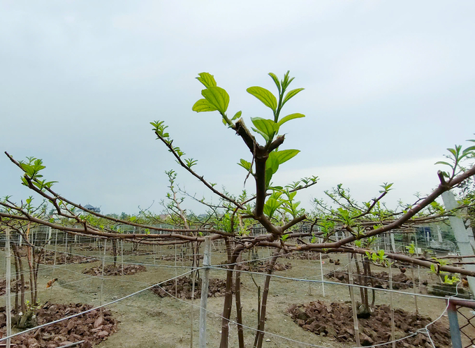 Vườn táo của gia đình ông Bùi Duy Dũng đã đâm chồi, nảy lộc trở lại sau bão. Ảnh: Đinh Mười.