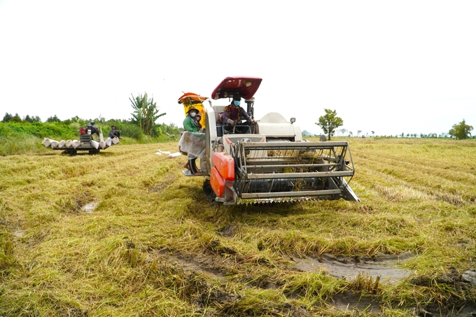 Sản xuất lúa tại ĐBSCL đang chịu áp lực thâm canh tăng vụ dẫn đến chất lượng đất giảm. Để duy trì năng suất, nông dân buộc phải tăng lượng phân bón trên đồng ruộng, dẫn đến lãng phí và ô nhiễm môi trường. Ảnh: Kim Anh.