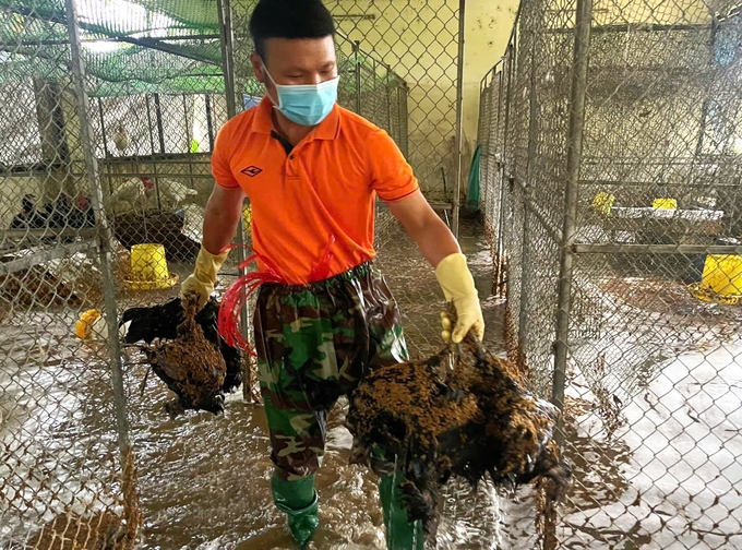 Đợt thiên tai vừa qua, Thái Nguyên chủ yếu bị thiệt hại tại các trang trại gia cầm. Ảnh: Phạm Hiếu.