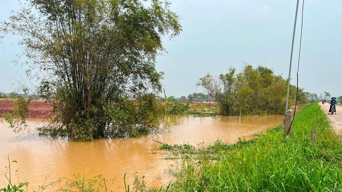 Tu bổ, bổ sung tre chắn sóng là hạng mục được đề xuất xử lý bảo đảm an toàn đê.