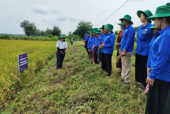 Các học viên được thực hành ngày trên đồng ruộng. Ảnh: Quang Yên.