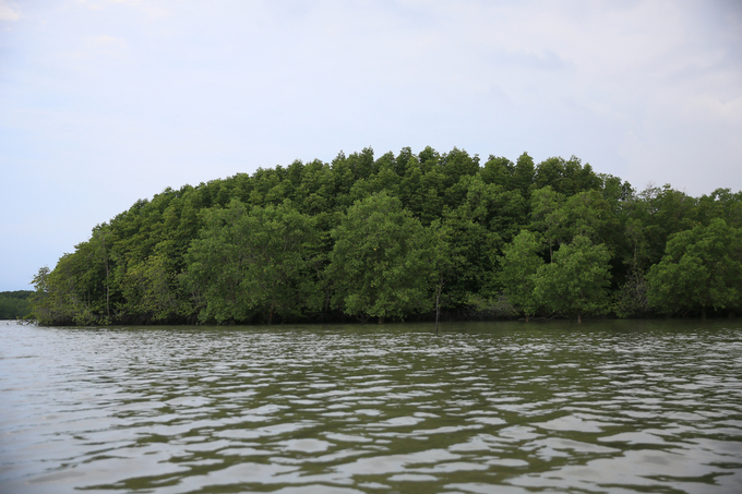 Protecting and developing the forest ecosystem of the Can Gio mangrove biosphere reserve is one of the important solutions to reduce greenhouse gas emissions. Photo: HT.