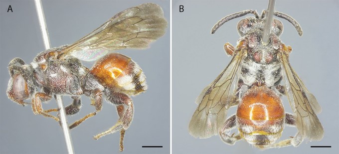 The new parasitic wasp species was discovered in Vu Quang National Park. Photo: Institute of Ecology and Biological Resources.