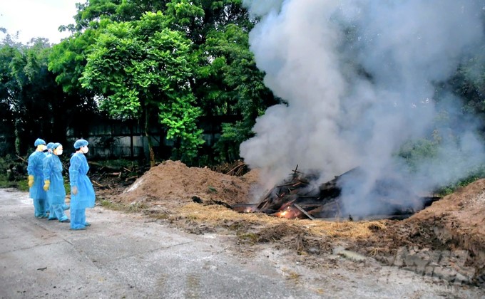 Functional forces burned dead tigers and leopards at the Mango Garden tourist area. Photo: H. Phuc.