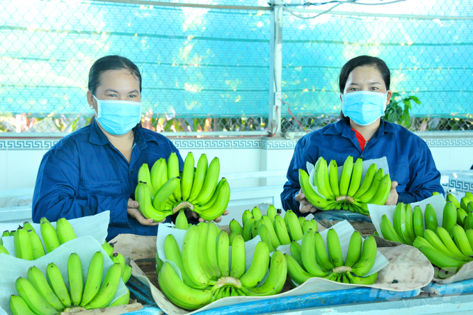 Currently, the fruit growing area of ​​An Giang is diverse in species, with more than enough supply for domestic consumption and export. Photo: Le Hoang Vu.