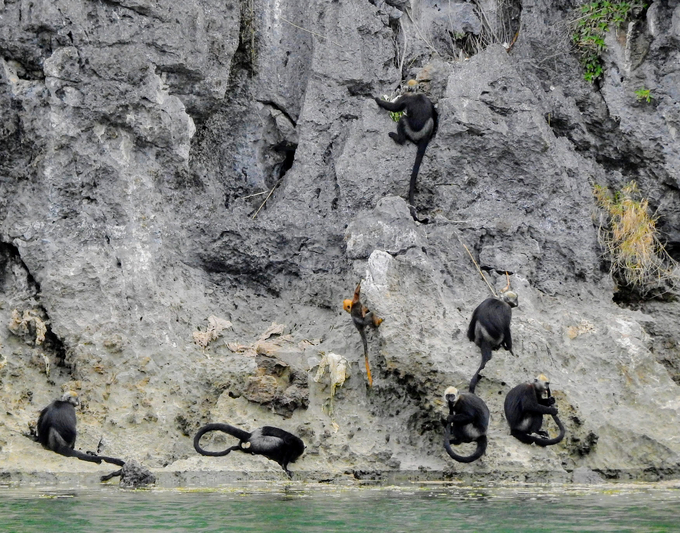 The Cat Ba langur herd has increased to approximately 90 individuals. Photo: Huy Cam.