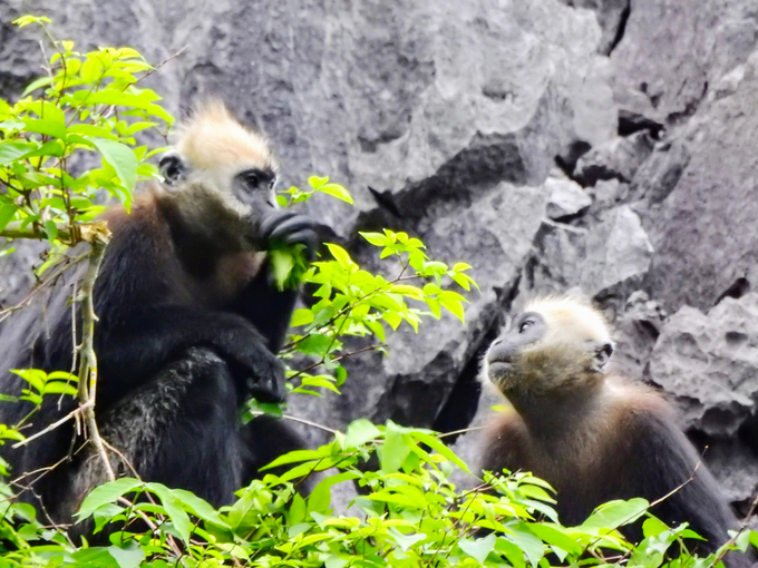 The Cat Ba langur is one of four endemic primate species in Vietnam. Photo: Huy Cam.