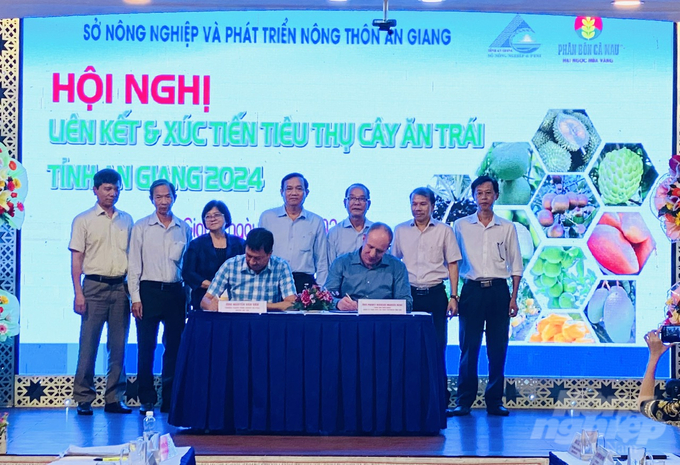 In the work of linking and consuming fruit trees, An Giang's agricultural sector has signed contracts with enterprises: Hoang Phat fruit, Vina T&T, Cat Tuong, Hoang Phan, Nafood... Photo: Le Hoang Vu.