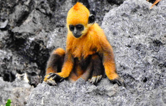 At birth, young langurs have bright orange-yellow fur. From the 4th month onwards, the fur color on their bodies begins to gradually turn black. Photo: Huy Cam.