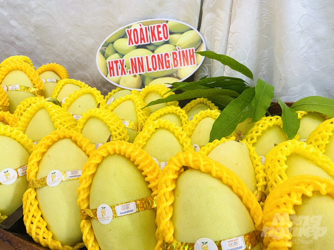 Growing mango for export in An Giang. Photo: Le Hoang Vu.