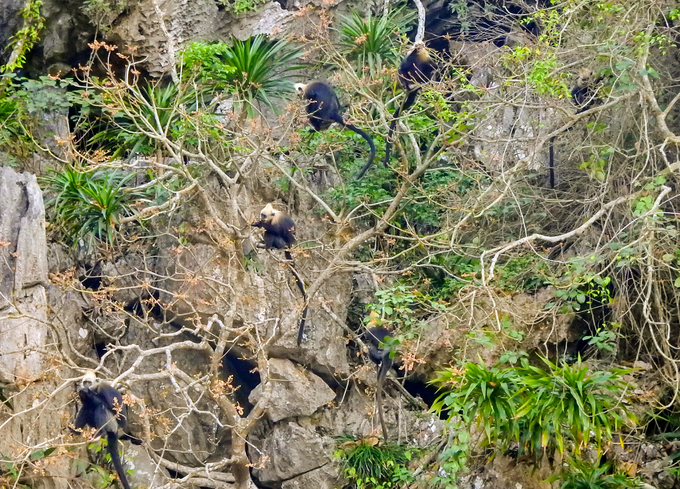 Langurs live in herds like family units, with the male head playing a role in leading the herd to find food and warning threats. Photo: Huy Cam.