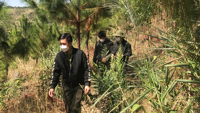 Local workers inspecting planted forest areas. Photo: D.L.