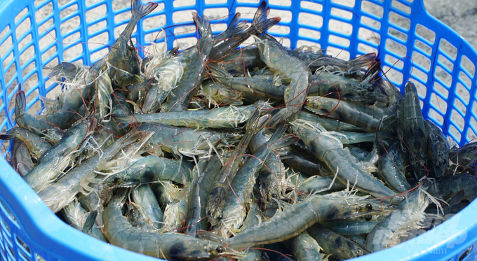 Provinces in Southern Vietnam must enhance the quantity and quality of seafood to maintain growth momentum following the typhoon. Photo: Le Binh.