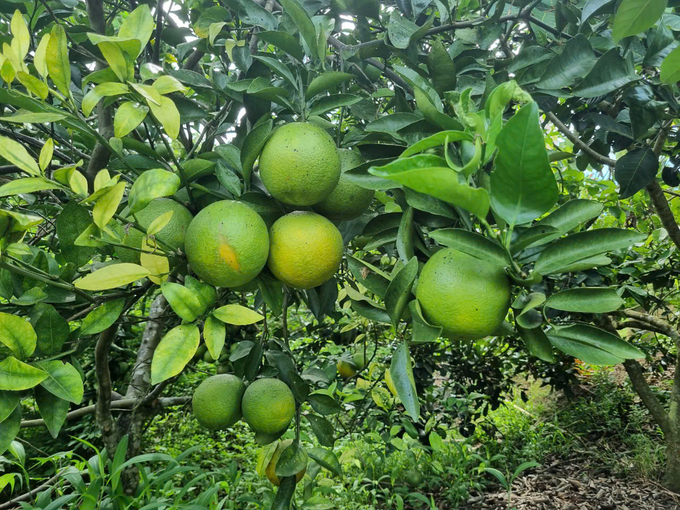 Increasingly stringent consumer demands and export product standards are the driving force for farmers to use biological pesticides. Photo: Tuan Anh.