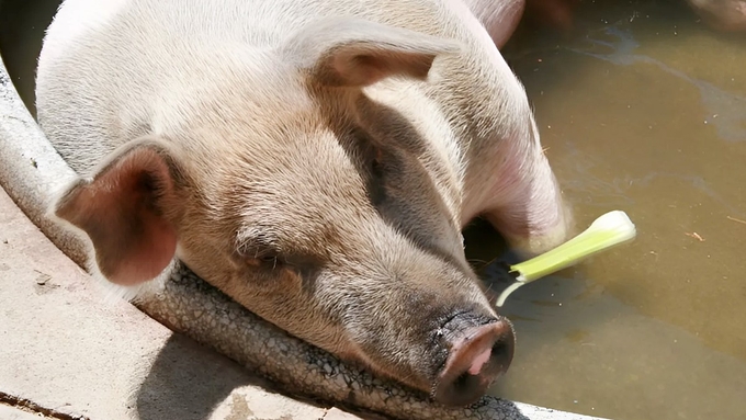 Latest live pig prices in the three regions on 10/03/2024