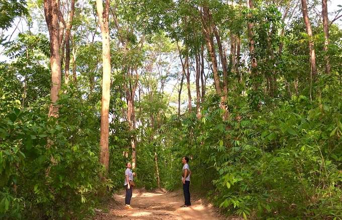 Several economic forest plantation projects in Gia Lai Province have produced practical results. Photo: Dang Lam.