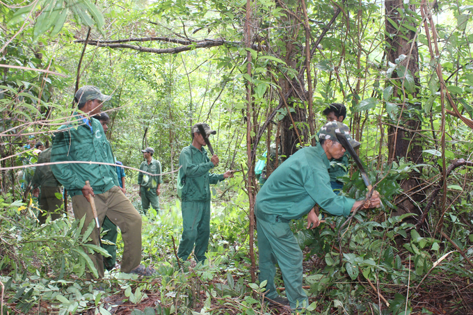 Planted forest clearing campaign. Photo: Dang Lam.