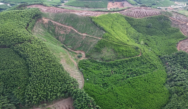 Certified sustainable forest area in M’Drak District. Photo: Quang Yen.