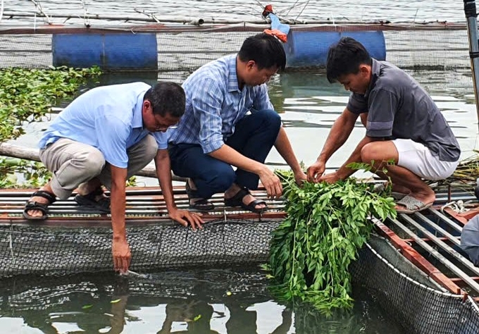 Người dân nuôi trồng thủy sản trên lồng bè cần kiểm tra, sửa chữa, gia cố, vệ sinh lại hệ thống dây neo, phao, lồng lưới. Ảnh: Phạm Hiếu.