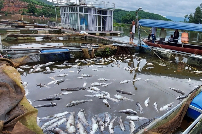 Ngành thủy sản Thái Nguyên thiệt hại khoảng 27 tỷ đồng sau đợt mưa lũ lịch sử. Ảnh: Phạm Hiếu.