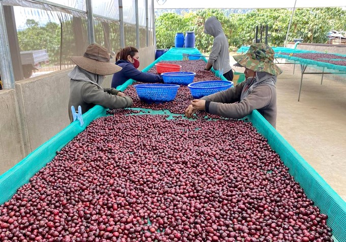 Newly harvested coffee in the Central Highlands. Photo: Son Trang.