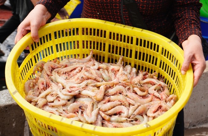 Transparency in the origin of exploited seafood is an important factor to ensure legality, sustainability, and meeting the requirements of the international market. Photo: Hong Tham.