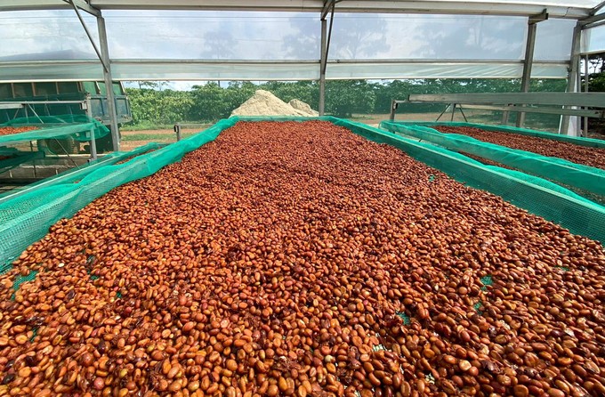 Coffee prices at the beginning of the 2023–2024 crop year are still at a high level. Photo: Son Trang.