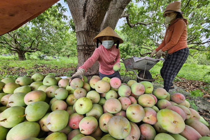 Vườn xoài Úc của anh Nguyễn Thành Tài, thôn Văn Tứ Tây, xã Cam Hòa, huyện Cam Lâm bước vào vụ thu hoạch. Ảnh: KS.