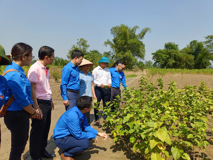 Đoàn thanh niên Bộ NN-PTNT và các đơn vị phối hợp thăm cánh đồng dâu xã Việt Thành bị thiệt hại do bão lũ. Ảnh: Thanh Tiến.