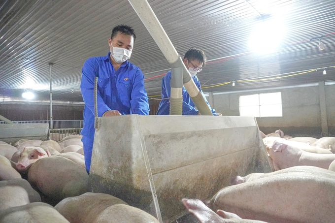 Cuu's farm (Bom Bo commune, Bu Dang district, Binh Phuoc province) is cooperating with Japfa Company in livestock processing. Photo: TL.