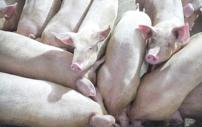 Japfa holds the advantage of providing piglets of consistent quality, adapted to farming conditions in Vietnam. Photo: TL.