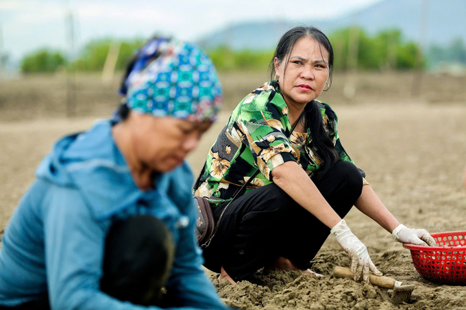 Bien opened many clam farms in localities such as Hai Phong, Thai Binh, and Nam Dinh. Photo: Huu Dung.