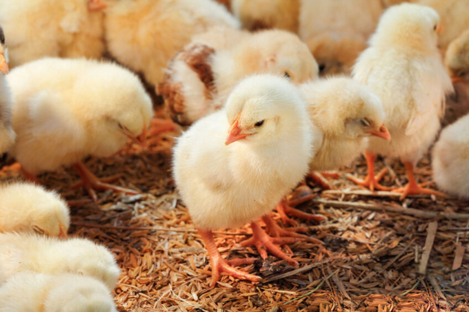 Birthe Steenberg, AVEC’s Secretary General: 'Our [poultry] sector operates under the highest standards of animal welfare, biosecurity and sustainability in the world. Photo: Canva.